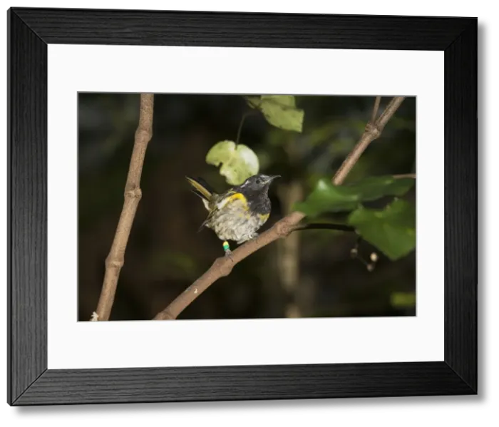 Framed Print : Rare Stitch bird  /  Hihi. Kapiti island near Wellington New Zealand. The Dept of Conservation has launched an amibitious recovery plane including captive breeding as well as special feeding sites