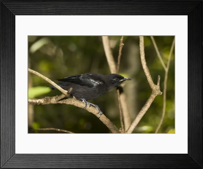 Framed Print : Tui. Tiritiri Matangi island near Auckland North Island New Zealand Framed Print : Tui. Tiritiri Matangi island near Auckland North Island New Zealand