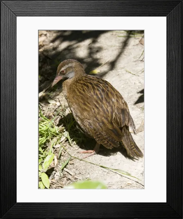 Framed Print : Weka / Woodhen. Kapiti island near Wellington New Zealand Framed Print : Weka / Woodhen. Kapiti island near Wellington New Zealand