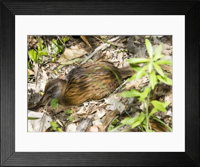 Framed Print : Weka / Woodhen. Kapiti island near Wellington New Zealand Framed Print : Weka / Woodhen. Kapiti island near Wellington New Zealand