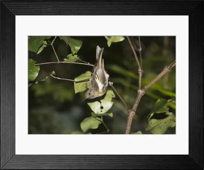 Framed Print : Juvenile rare Stitch bird / Hihi. Kapiti island near Wellington New Zealand. The Dept of Conservation has launched an amibitious recovery plan including captive breeding as well as special feeding sites Framed Print : Juvenile rare Stitch bird / Hihi. Kapiti island near Wellington New Zealand. The Dept of Conservation has launched an amibitious recovery plan including captive breeding as well as special feeding sites