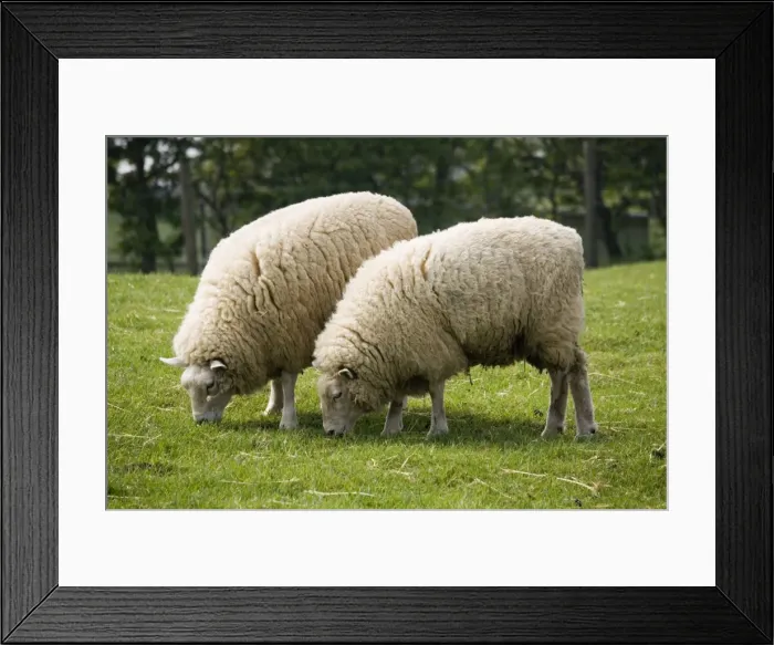 Framed Print : Beltex double muscled sheep - grazing. Rare Breed Trust Cotswold Farm Park Temple Guiting near Stow on the Wold UK. This is a hybrid breed first introduced from Belgium in 1989 Framed Print : Beltex double muscled sheep - grazing. Rare Breed Trust Cotswold Farm Park Temple Guiting near Stow on the Wold UK. This is a hybrid breed first introduced from Belgium in 1989