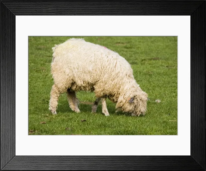 Framed Print : Cotswold sheep - ewe grazing. Rare Breed Trust Cotswold Farm Park Temple Guiting near Stow on the Wold UK. Renowned for both wool and meat this breed dominated the Cotswold Hills during the peak days of the wool trade