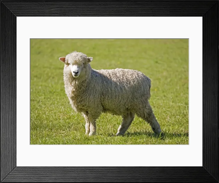 Framed Print : Portraitunshorn Merino sheep. Mackenzie Country South Island New Zealand. Originally prized for the quality of its wool which is tightly crimped and springy there is now additional emphasis on quality of the meat Framed Print : Portraitunshorn Merino sheep. Mackenzie Country South Island New Zealand. Originally prized for the quality of its wool which is tightly crimped and springy there is now additional emphasis on quality of the meat
