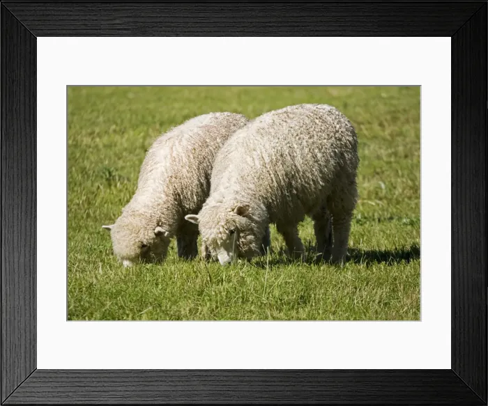 Framed Print : Unshorn Merino sheep - grazing. Mackenzie Country South Island New Zealand. Originally prized for the quality of its wool which is tightly crimped and springy there is now additional emphasis on quality of the meat