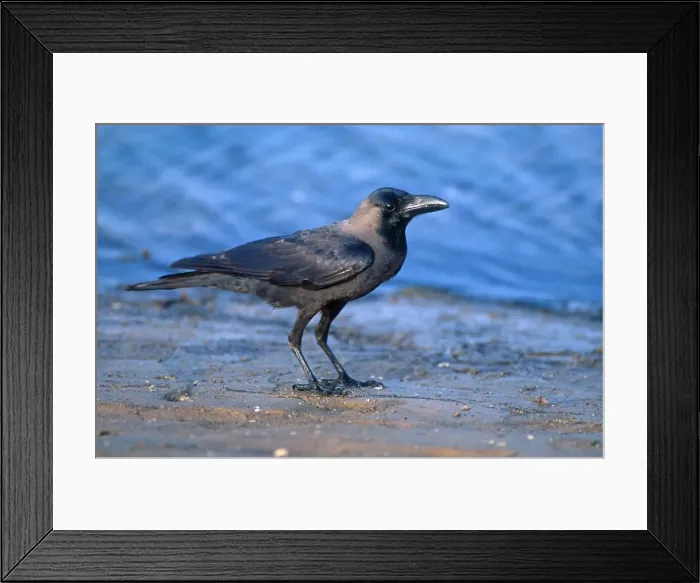 Framed Print : Indan house crow - introduced pest species Corvus sp near Dar-es-Salaam Tanzania Framed Print : Indan house crow - introduced pest species Corvus sp near Dar-es-Salaam Tanzania