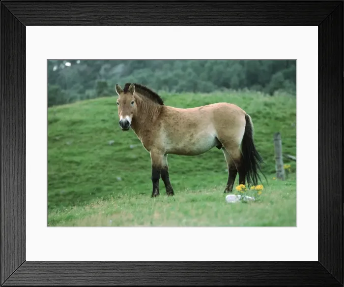 Framed Print : Przewalski's horse Highland Wildlife Park Scotland Framed Print : Przewalski's horse Highland Wildlife Park Scotland