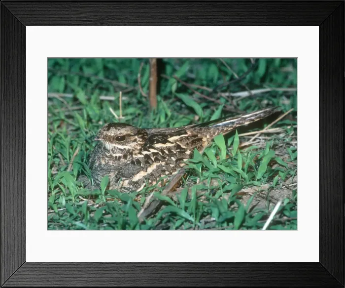 Framed Print : Mozambique Nightjar - South Luangwa National Park Zambia Framed Print : Mozambique Nightjar - South Luangwa National Park Zambia