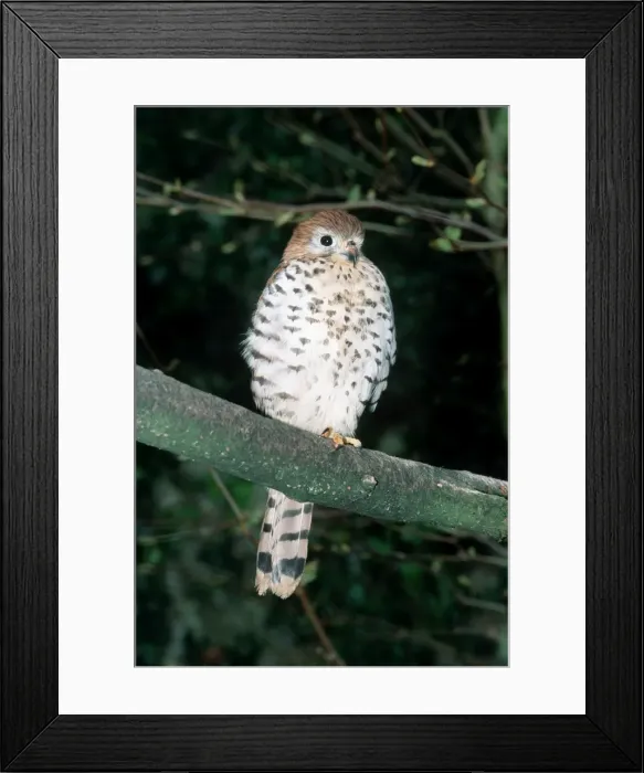 Framed Print : Mauritius Kestrel - Perched on branch Framed Print : Mauritius Kestrel - Perched on branch