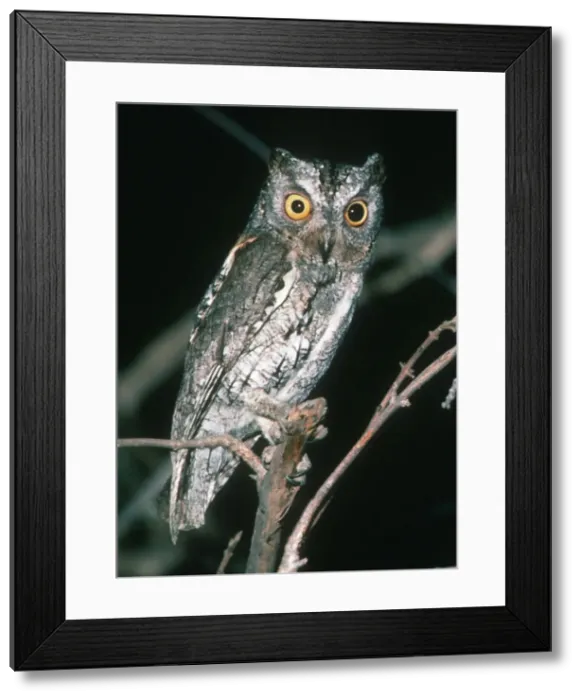 Framed Print : Scops Owl - South Luangwa National Park Zambia, Africa Framed Print : Scops Owl - South Luangwa National Park Zambia, Africa