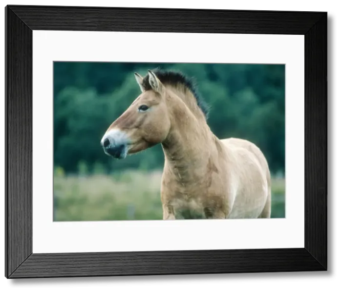 Framed Print : Przewalsks horse - Highland Wildlife Park Scotland, UK Framed Print : Przewalsks horse - Highland Wildlife Park Scotland, UK
