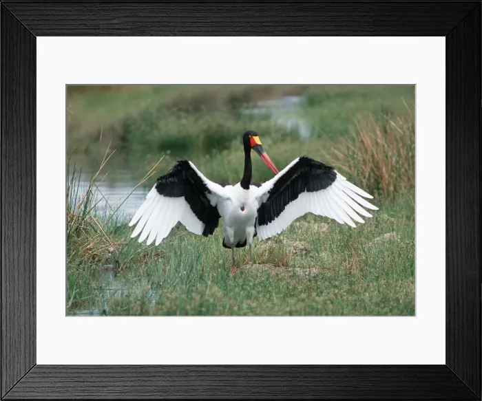 Framed Print : Saddlebill Stork - With wings spread Tarangire National Park Tanzania, Africa Framed Print : Saddlebill Stork - With wings spread Tarangire National Park Tanzania, Africa