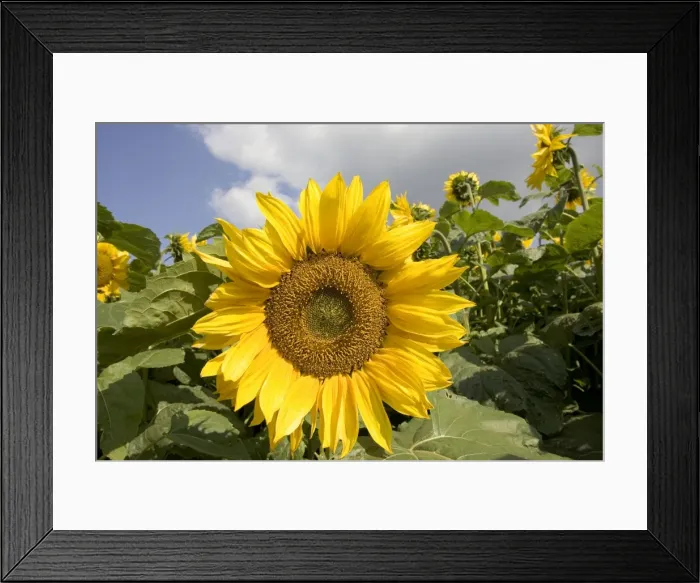 Framed Print : Close-up of mature sunflower, Snowshill, Cotswolds, UK Framed Print : Close-up of mature sunflower, Snowshill, Cotswolds, UK