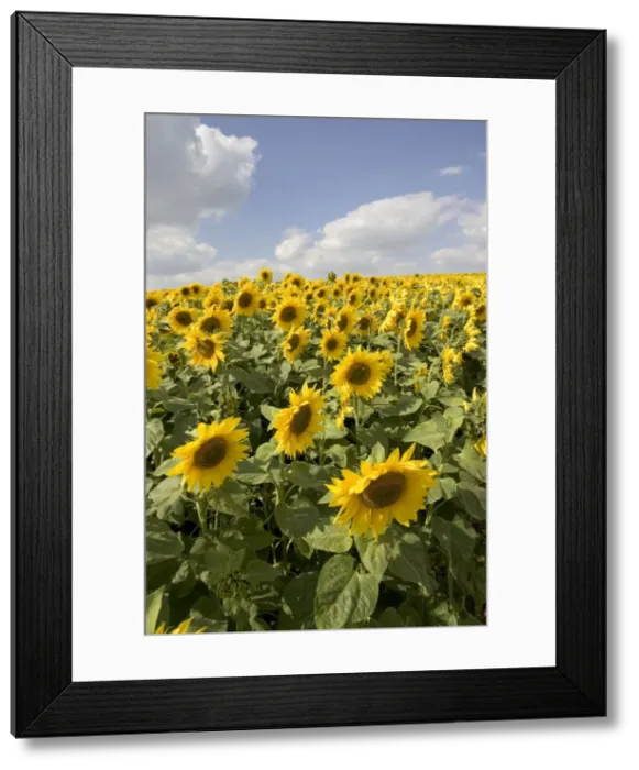 Framed Print : Field of mature sunflowers, Snowshill, Cotswolds, UK Framed Print : Field of mature sunflowers, Snowshill, Cotswolds, UK