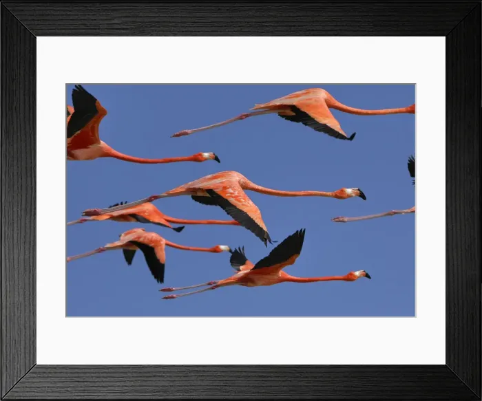 Framed Print : American / Caribbean Flamingo - In flight - Rio Lagartos Reserve - Yucatan - Mexico Framed Print : American / Caribbean Flamingo - In flight - Rio Lagartos Reserve - Yucatan - Mexico