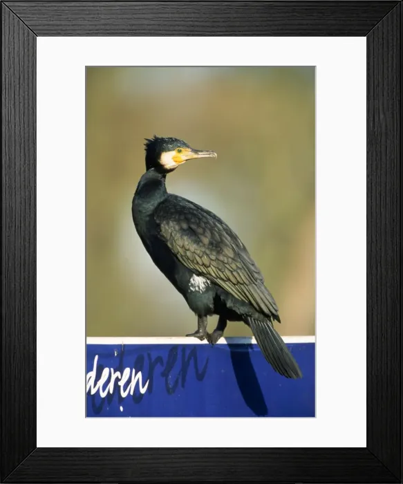 Framed Print : Comorant. ME-1029. Common CORMORANT. Phalacrocorax carbo Framed Print : Comorant. ME-1029. Common CORMORANT. Phalacrocorax carbo