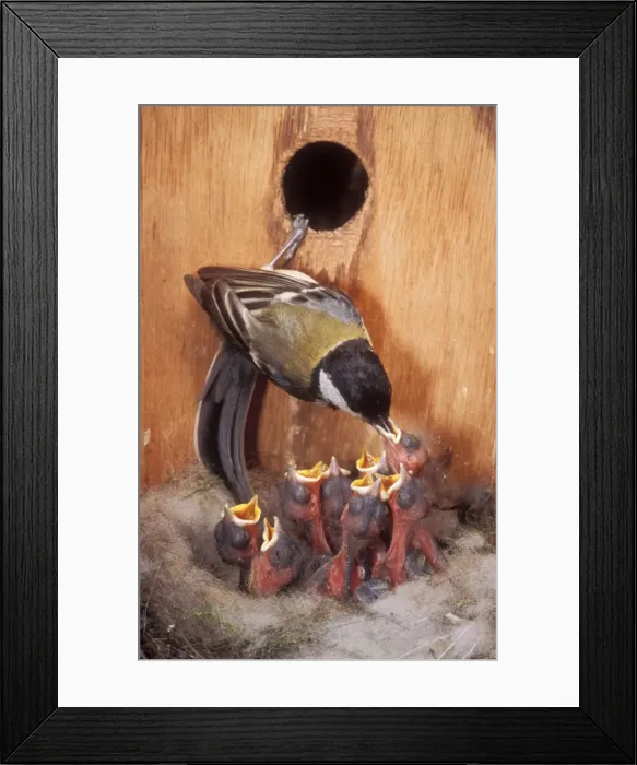 Framed Print : Great Tit Young in bird nest Framed Print : Great Tit Young in bird nest