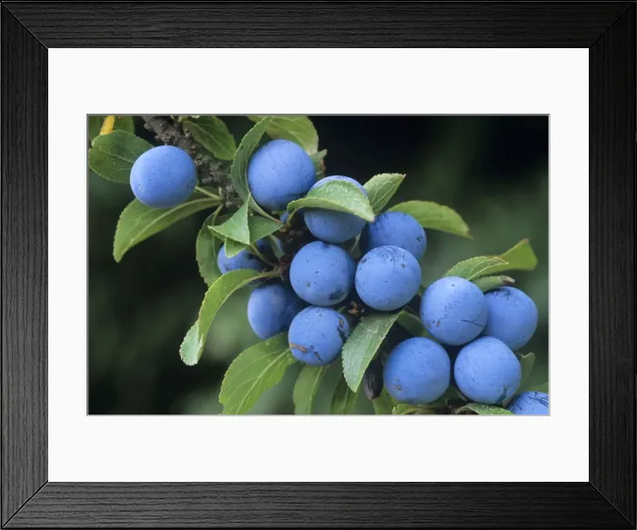 Framed Print : Blackthorn / Sloe Berries Framed Print : Blackthorn / Sloe Berries