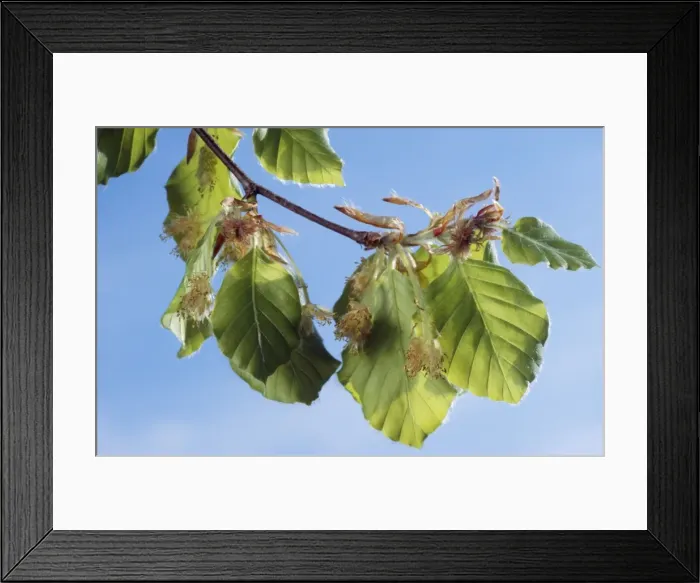 Framed Print : European Beech - leaves & blossom Framed Print : European Beech - leaves & blossom