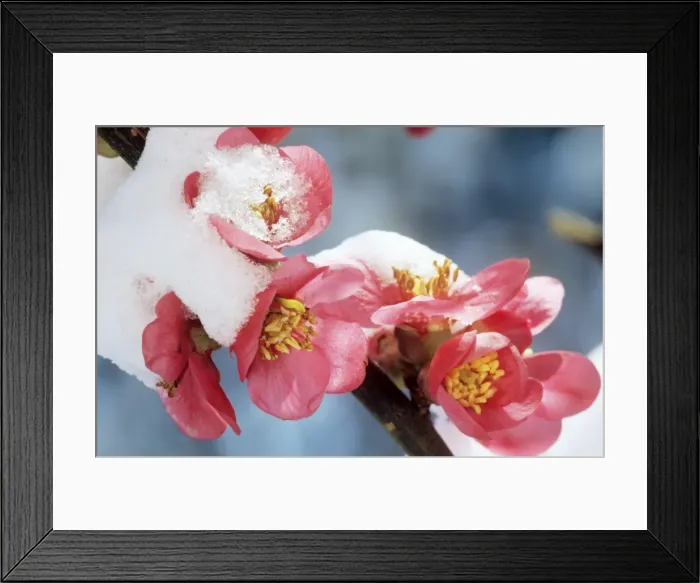 Framed Print : Japanese Quince - blossom in snow Framed Print : Japanese Quince - blossom in snow