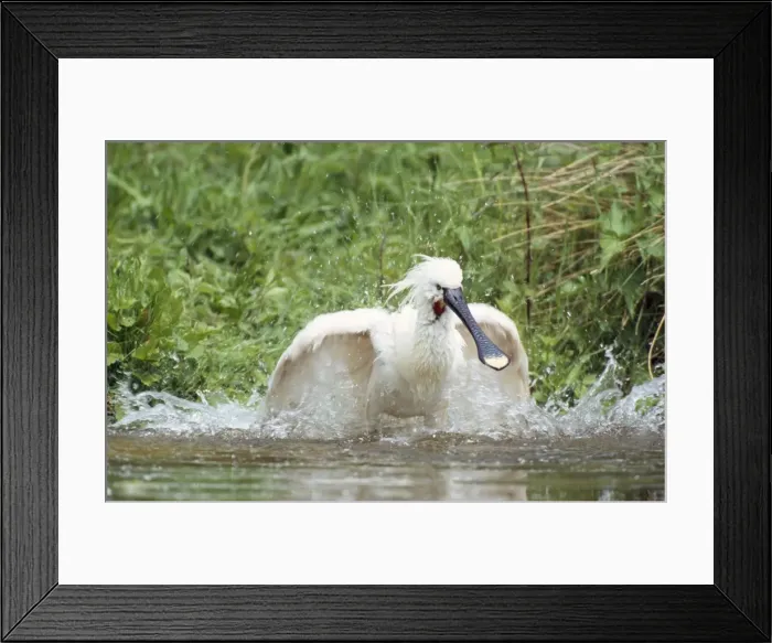 Framed Print : European Spoonbill - washing Framed Print : European Spoonbill - washing