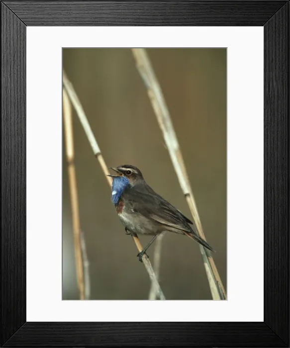 Framed Print : Bluethroat singing on reed Belgium Framed Print : Bluethroat singing on reed Belgium