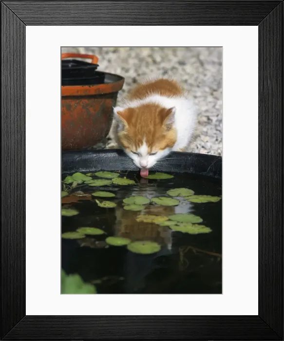 Framed Print : Kitten drinking in garden from artificial pool Belgium Framed Print : Kitten drinking in garden from artificial pool Belgium