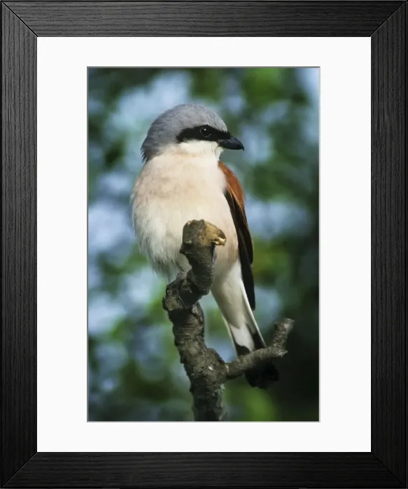 Framed Print : Red-backed Shrike - In tree Gaume, Belgium Framed Print : Red-backed Shrike - In tree Gaume, Belgium