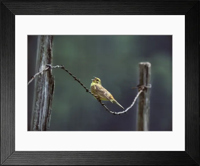 Framed Print : Yellowhammer - Singing on barbed wire France Framed Print : Yellowhammer - Singing on barbed wire France
