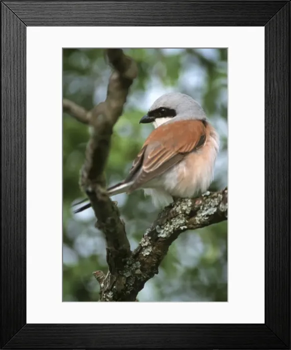 Framed Print : Red-backed Shrike - In tree Torgny, Gaume, Belgium Framed Print : Red-backed Shrike - In tree Torgny, Gaume, Belgium