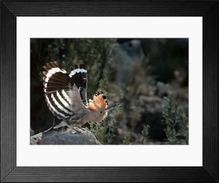 Framed Print : Hoopoe - Stretching out with open wings on rock - Pyrenees, Spain