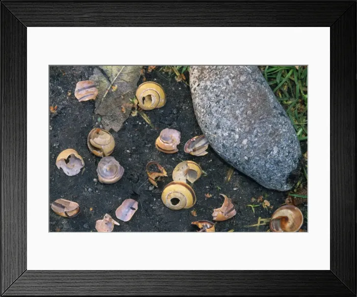 Framed Print : Song Thrush's Anvil - snail shells broken on stone