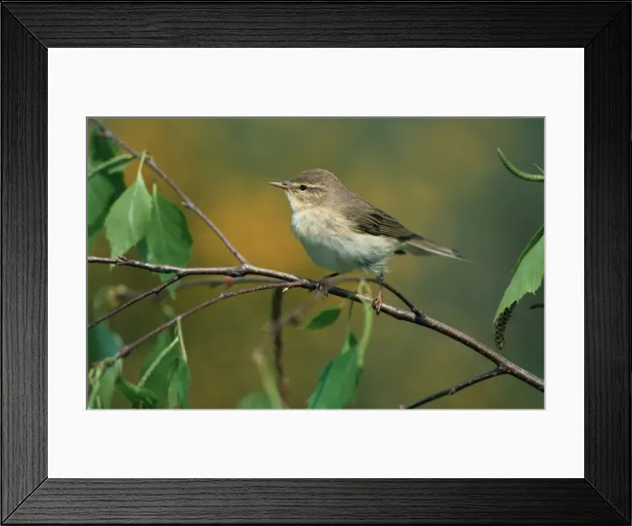 Framed Print : Willow Warbler in birch - Belgium Framed Print : Willow Warbler in birch - Belgium