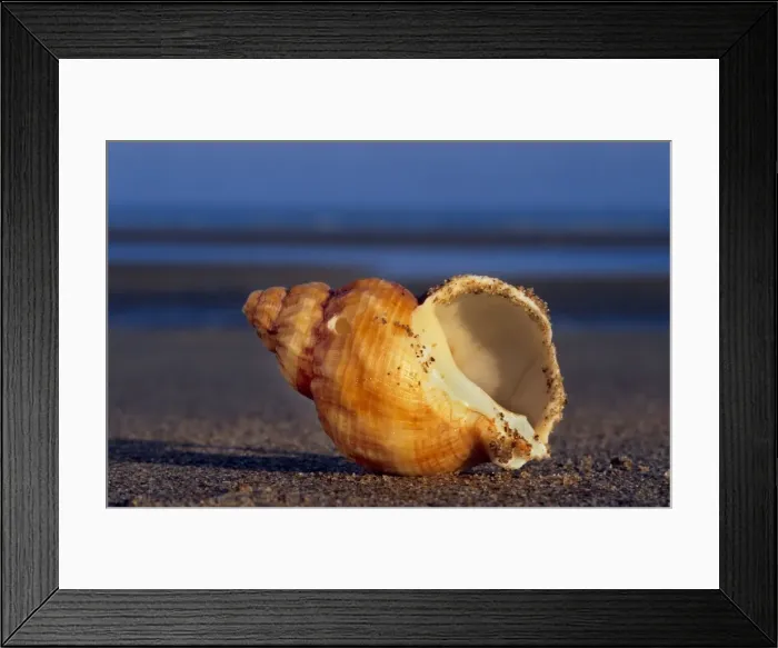 Framed Print : Common whelk on the beach North sea, Belgium Framed Print : Common whelk on the beach North sea, Belgium