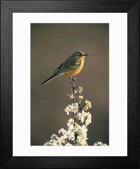 Framed Print : Blue-headed Wagtail on top of blossom Belgium Framed Print : Blue-headed Wagtail on top of blossom Belgium