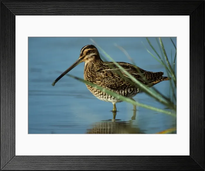 Framed Print : Snipe in water Belgium