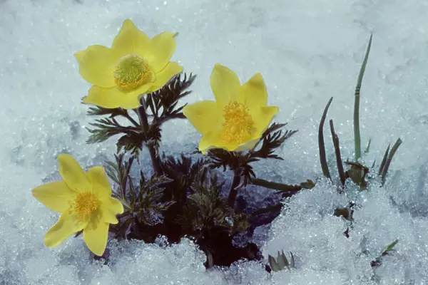 Yellow Alpine Pasqueflower in snow - Passo Stelvio - Italy