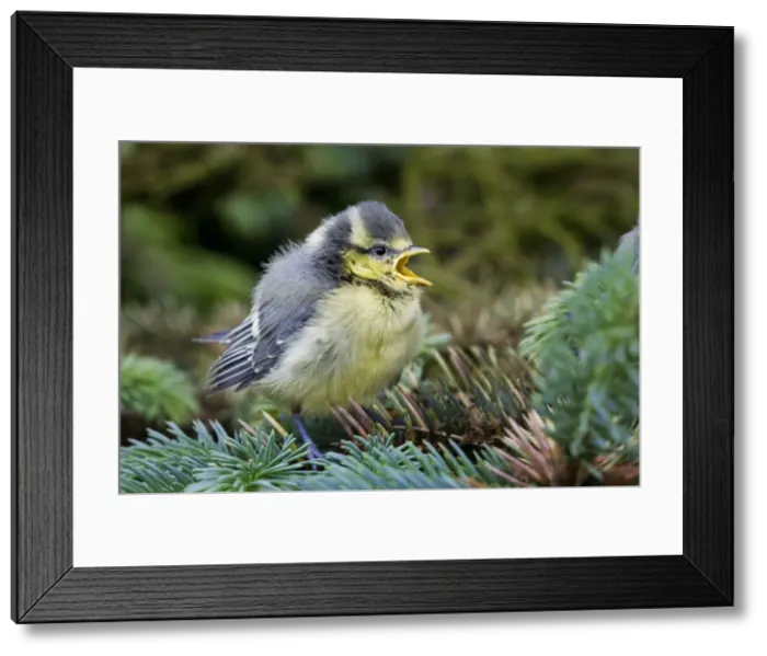 Framed Print : Blue tit - chick in pine tree Framed Print : Blue tit - chick in pine tree