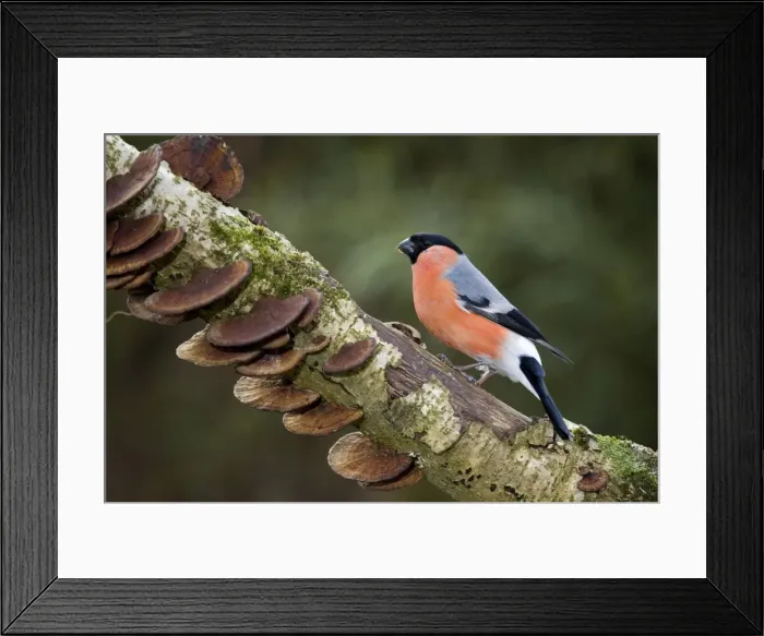 Framed Print : Bullfinch - male on branch with fungi Framed Print : Bullfinch - male on branch with fungi