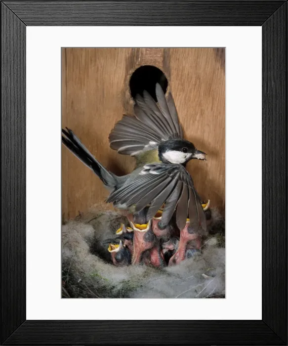 Framed Print : Great tit - entering nestbox with food for chicks Framed Print : Great tit - entering nestbox with food for chicks