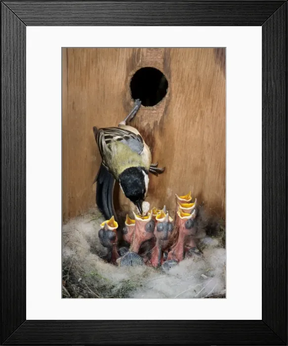 Framed Print : Great Tit - entering nestbox and feeding begging chicks Framed Print : Great Tit - entering nestbox and feeding begging chicks