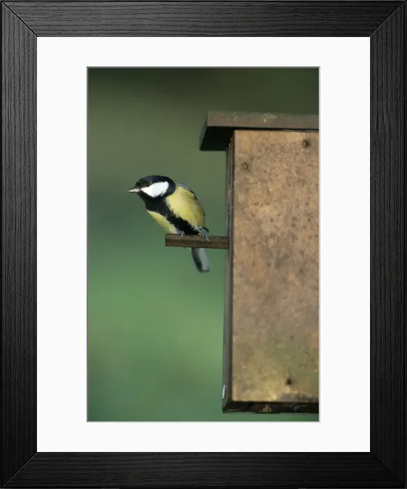 Framed Print : Great Tit - leaving nestbox