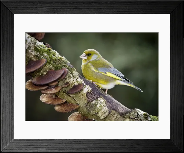 Framed Print : Greenfinch - male on branch Framed Print : Greenfinch - male on branch