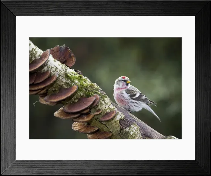 Framed Print : Redpoll - on branch with fungi Framed Print : Redpoll - on branch with fungi