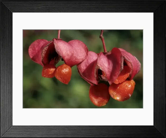 Framed Print : Spindle Tree - berries Framed Print : Spindle Tree - berries