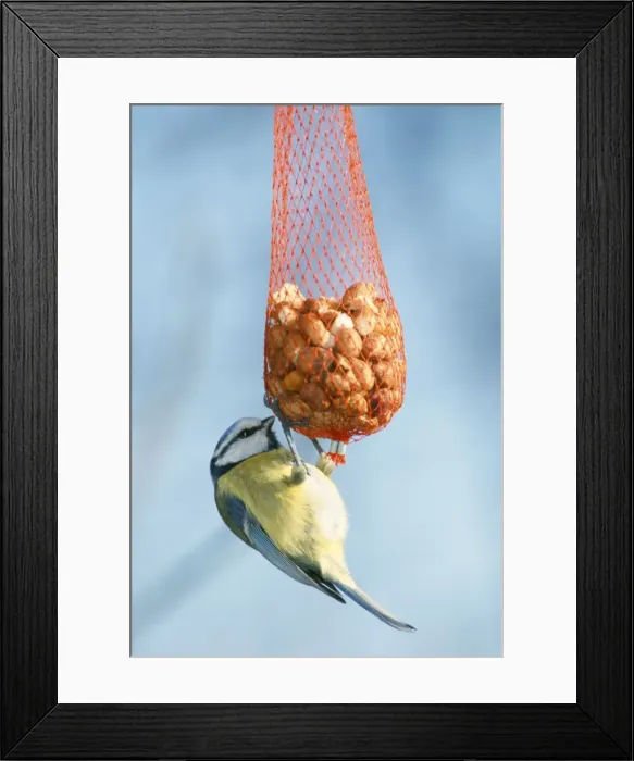 Framed Print : Blue Tit - winter feeding Framed Print : Blue Tit - winter feeding