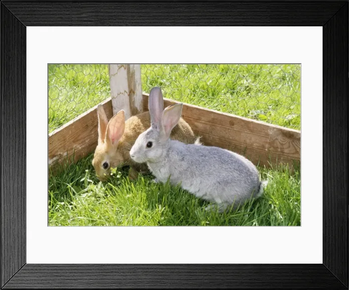 Framed Print : Rabbit - two pets in garden Framed Print : Rabbit - two pets in garden