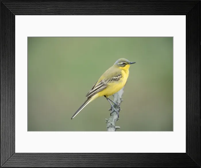 Framed Print : Blue Headed Yellow Wagtail Framed Print : Blue Headed Yellow Wagtail