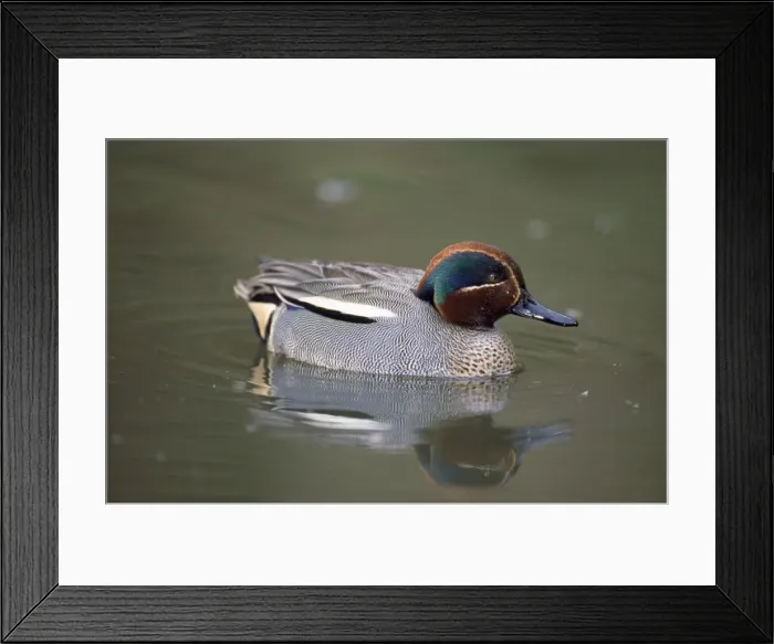 Framed Print : Teal Duck. ME-373. Teal Duck. Anas crecca Framed Print : Teal Duck. ME-373. Teal Duck. Anas crecca