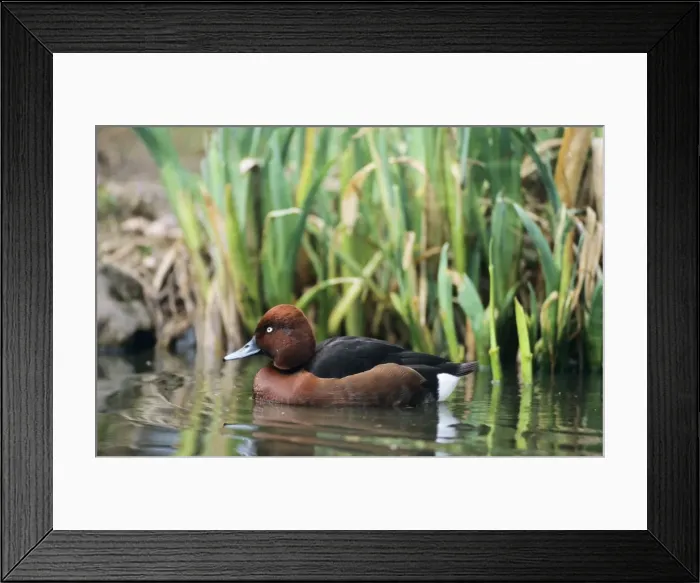 Framed Print : Ferruginous / Ferruginous pochard / white-eyed pochard Duck Framed Print : Ferruginous / Ferruginous pochard / white-eyed pochard Duck